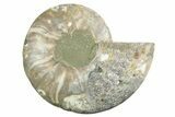 Cut & Polished Ammonite Fossil (Half) - Madagascar #347540-1